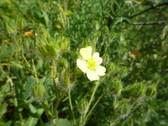 Potentilla recta pilosa