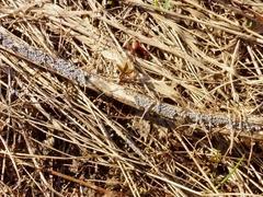 Polyschismium chailletii