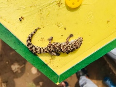 Pachydactylus capensis