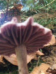 Laccaria amethystina