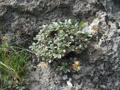 Potentilla oweriniana