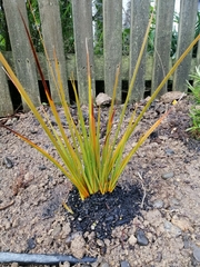 Libertia peregrinans