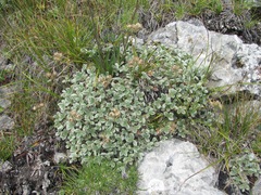 Potentilla oweriniana
