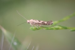 Scythris limbella