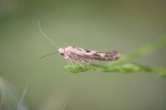 Scythris limbella