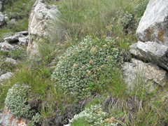 Potentilla oweriniana