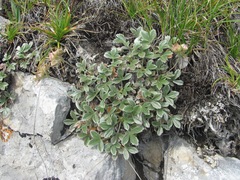 Potentilla oweriniana