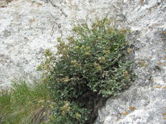 Potentilla oweriniana