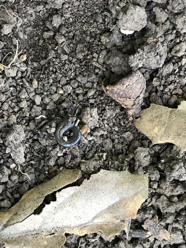 iNaturalist observation photo of Slender Salamanders