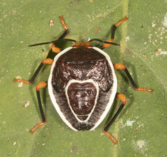 Brachystethus improvisus