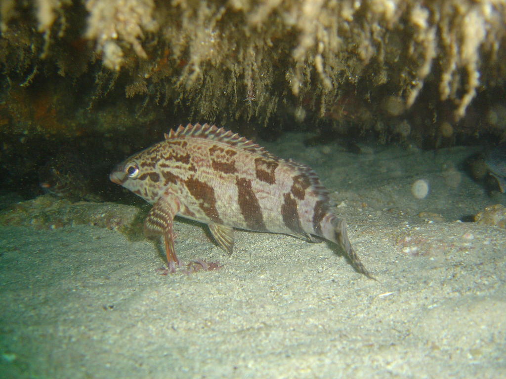 fingerfins