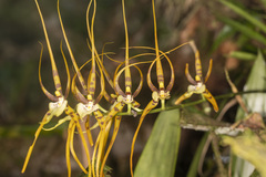 Brassia
