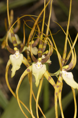 Brassia