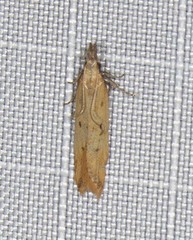 Mesophleps adustipennis