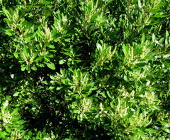 Allophylus natalensis