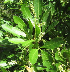 Allophylus natalensis