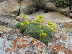 Draba rigida