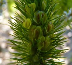 Aspalathus alopecurus