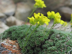 Draba rigida