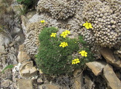 Draba rigida
