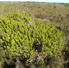 Aspalathus alopecurus