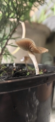 Psilocybe angulospora