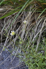 Saxifraga aspera