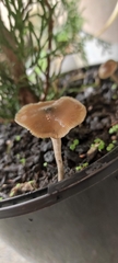 Psilocybe angulospora