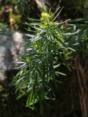 Galium densiflorum