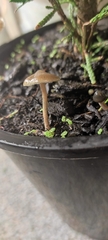 Psilocybe angulospora
