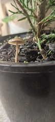 Psilocybe angulospora