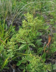 Galium valantioides