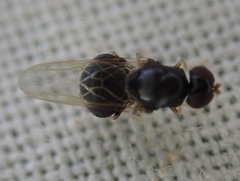 Pachygastrinae