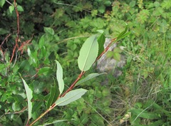 Salix kazbekensis