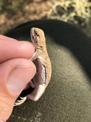 Phrynocephalus guttatus