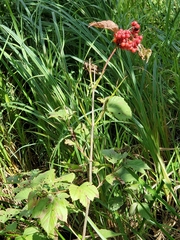 Viburnum opulus americanum
