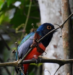 Trogon curucui