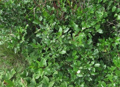 Salix kazbekensis
