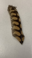 Francolinus francolinus