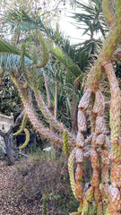 Austrocylindropuntia subulata