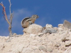 Ammospermophilus interpres