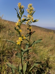 Solidago dahurica