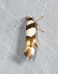 Macrobathra euryleuca