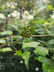 Dasineura crataegi