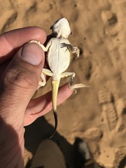 Phrynocephalus mystaceus