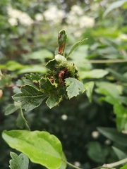 Dasineura crataegi