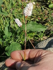 Bistorta officinalis