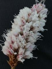 Bistorta officinalis