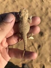 Phrynocephalus mystaceus