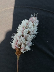 Bistorta officinalis